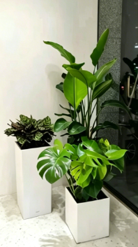 慈溪绿植租摆用途八个细节，决定效果